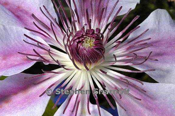 clematis nelly mos